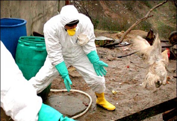 Israel detects bird flu among dozens of wild cranes